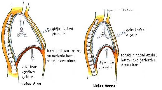 Nefes Alma Egzersizleri